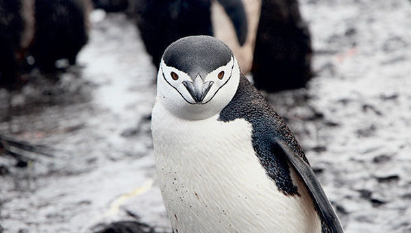 Pingüino, Sudáfrica, emergentes