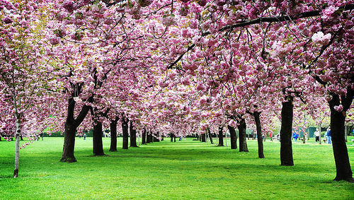 Cerezo, árbol, ISR, ESG, sostenible, primavera, Japón