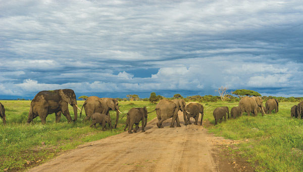 elefantes gigantes