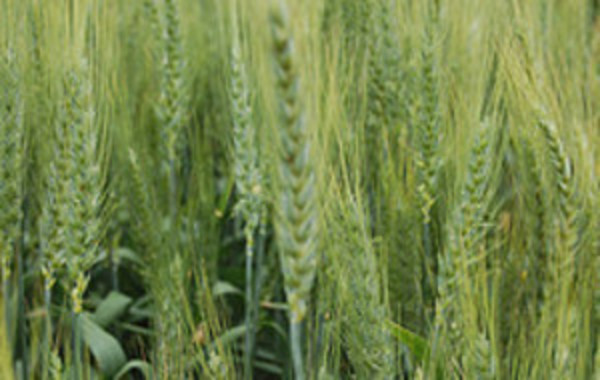 materiasprimasdeEcopapel