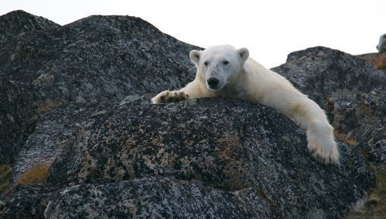 oso polar, cambio climático, ISR, ESG, animales