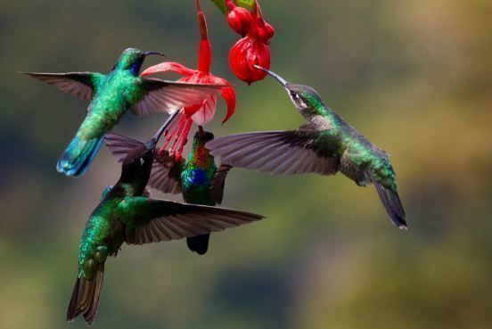 pájaro, colibrí, flor, ISR, ESG, lanzamientos, stock picking