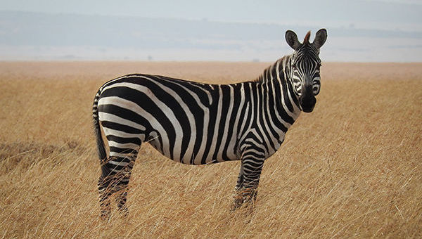 zebra-investec-ninetyone