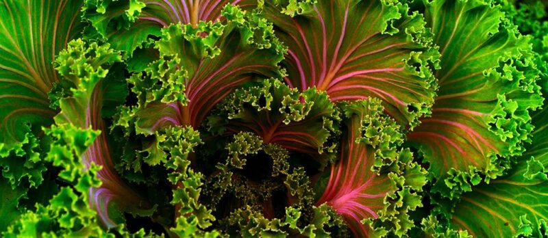 verde, sostenible, healthy