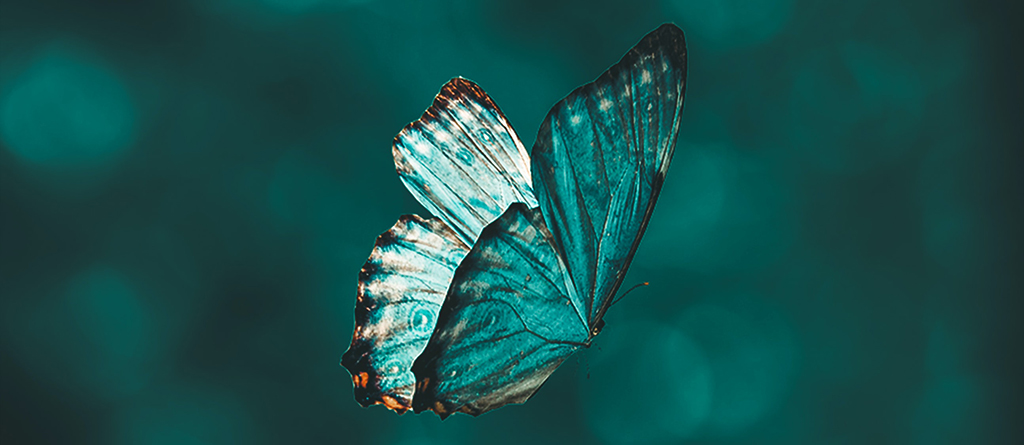 mariposa, transformacion, cambio