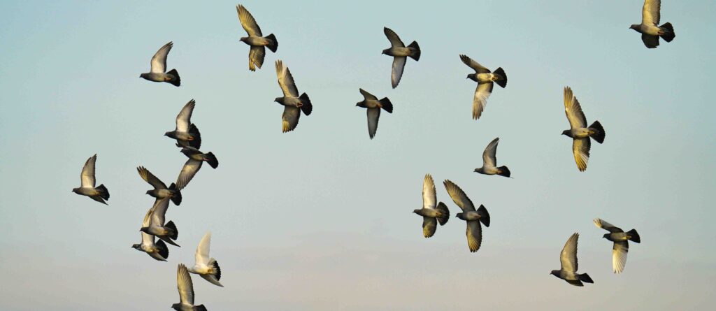 pexels daejeung 11642387 copia