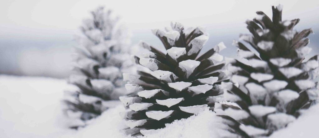 pexels thepaintedsquare 1647253 copia