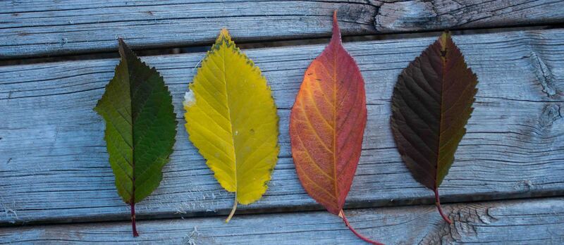 pexels i brahim hakki ucman 174353 691067 copia 2