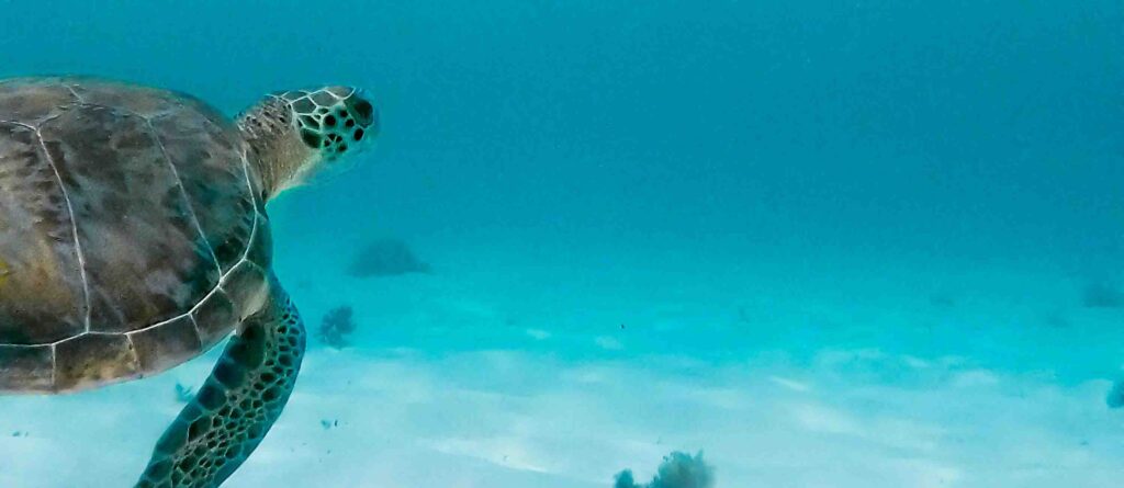 pexels symeon ekizoglou 1107605 2363331 copia