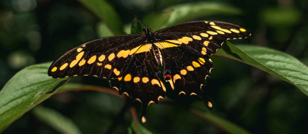 pexels botanphotography 29751459 copia