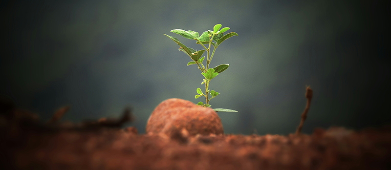 planta, nuevo, nacer