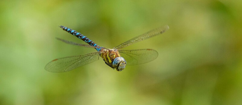 pexels ganajp 18293921 copia (1)