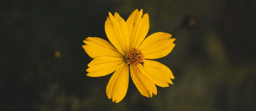 pexels rahulp9800 1212487 copia