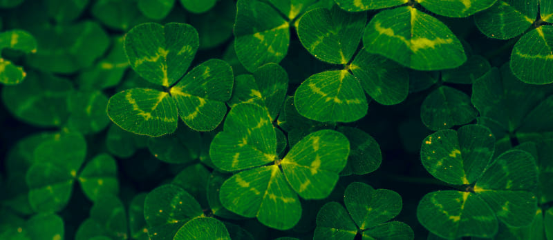 Timothy Dykes (Unsplash)