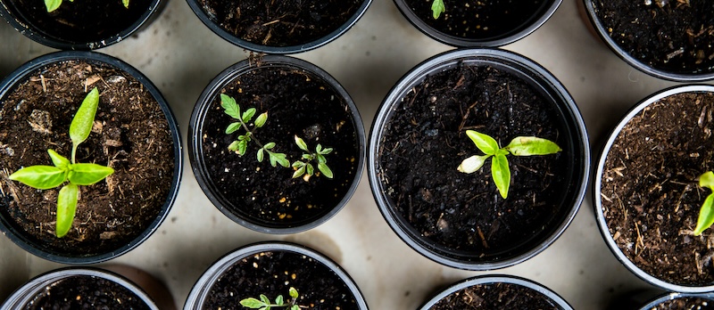 crescer crescimento aumento