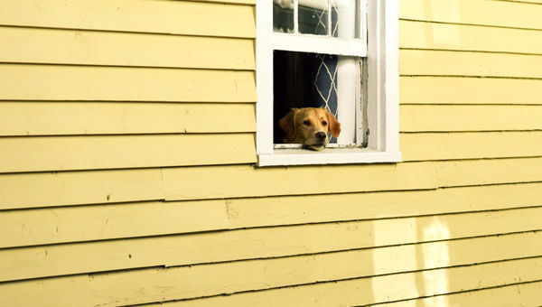 cane_solo_che_guarda_alla_finestra
