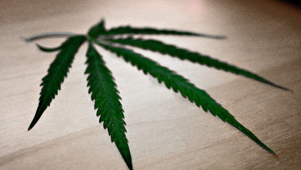 cannabis notizia