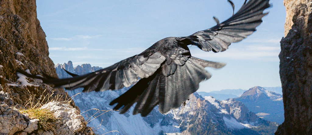 Volo, mercati News