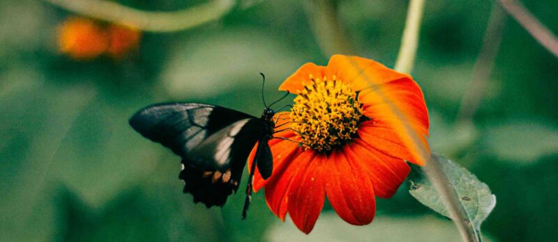 Natura, ESG, Fiore, Farfalla News